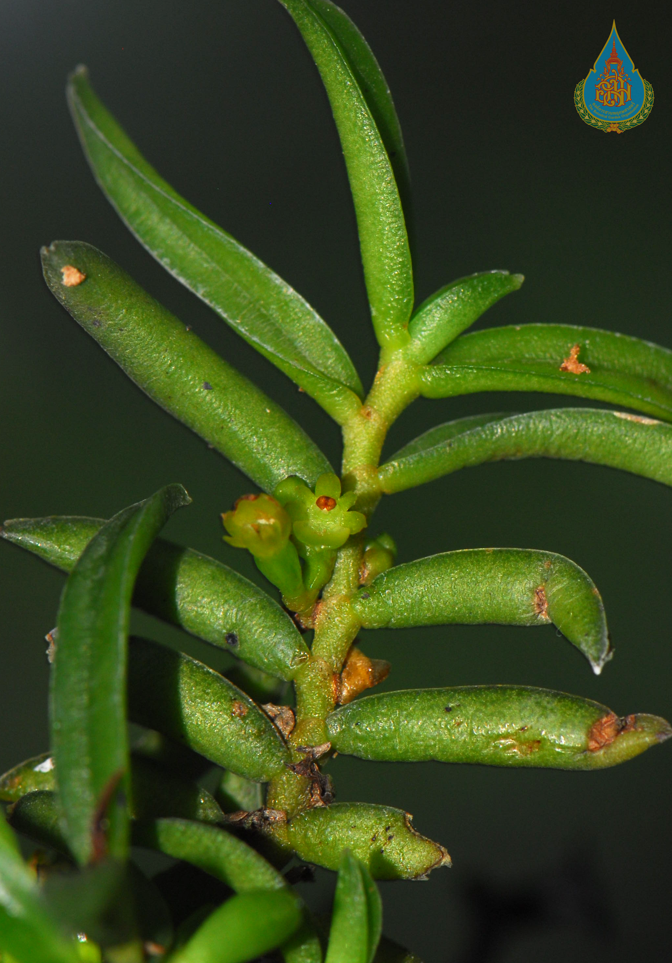 เอื้องหอมแคระ Adenoncos vesiculosa Carr<br/>ORCHIDACEAE